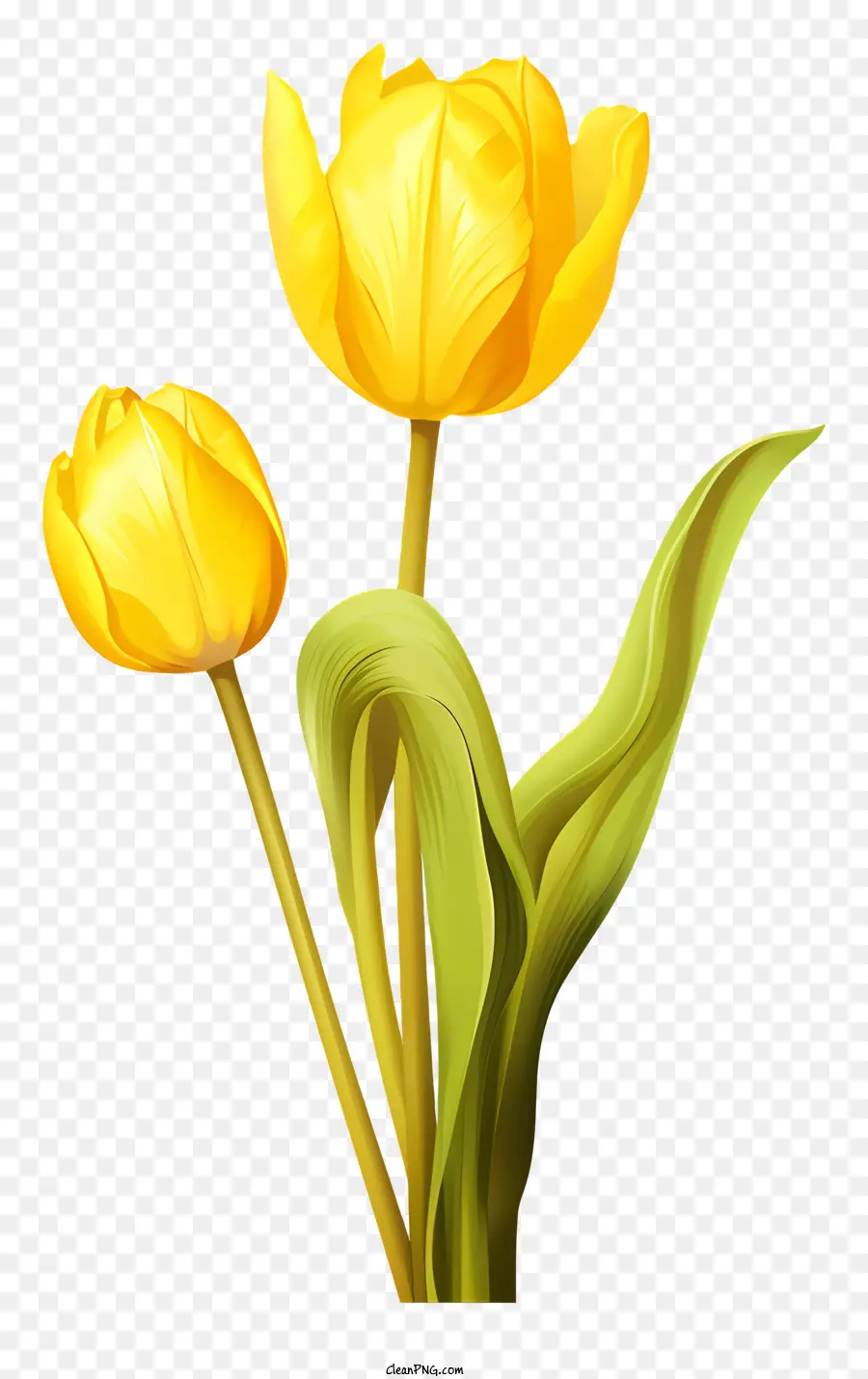 Amarelo Tulip，Estágio Do Broto PNG