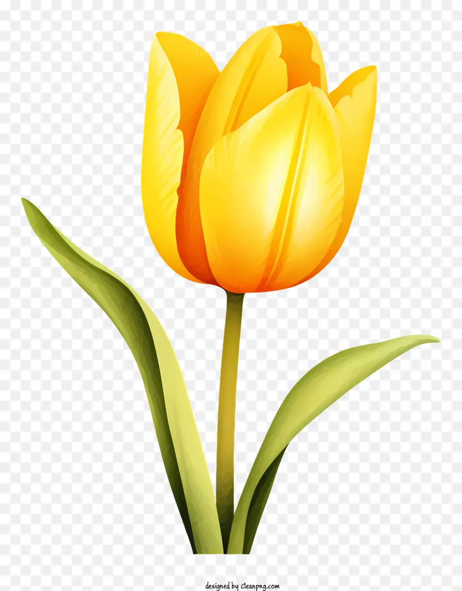 Amarelo Tulip，Floral Fotografia PNG