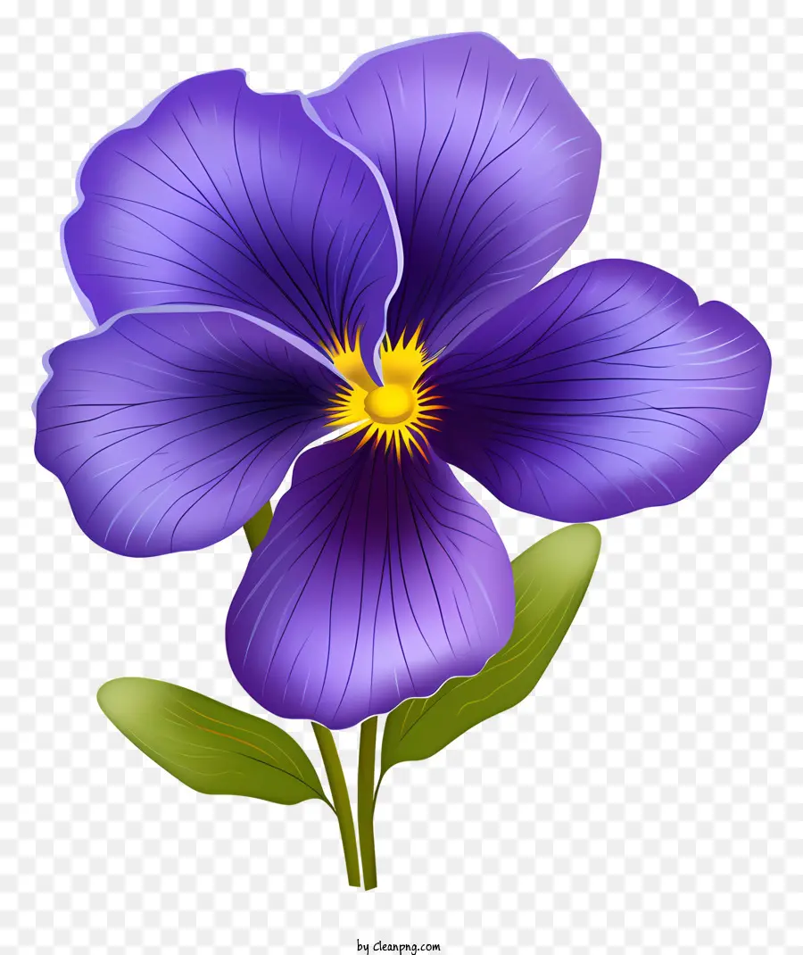 Pansy Roxo，Flor PNG