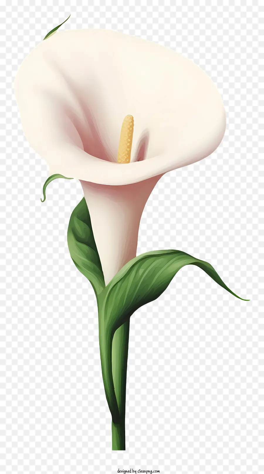 Lírio De Leite，Calla Lírio PNG