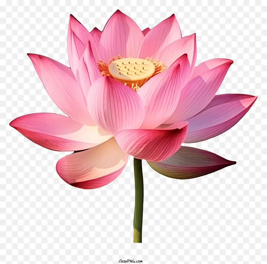 Flor De Lótus Rosa，Flor De Lótus PNG