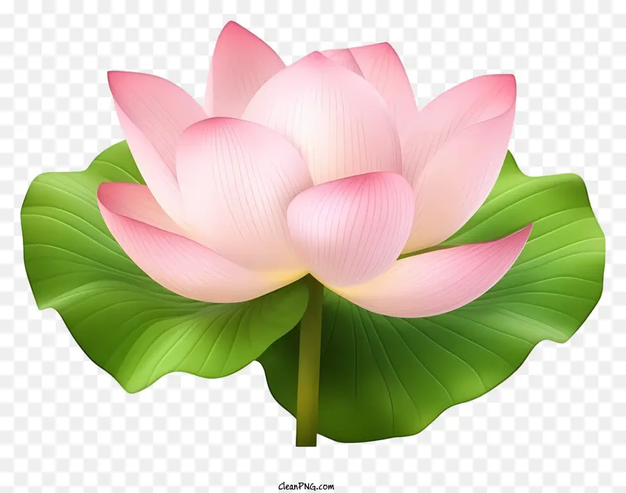 Flor De Lótus Rosa，Folhas Verdes PNG