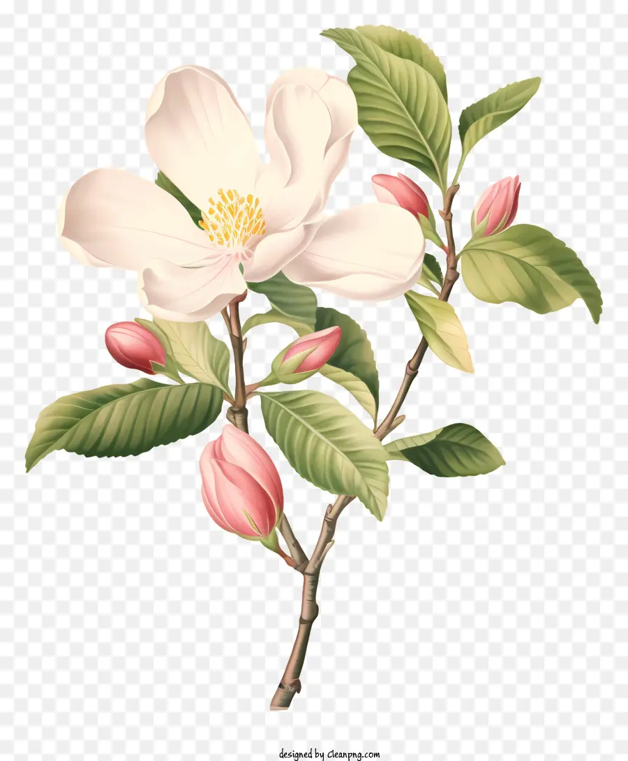 Flor Branca，Cinco Pétalas PNG