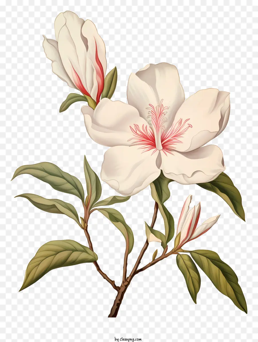 Rosa Branca，Pétalas Cor De Rosa PNG