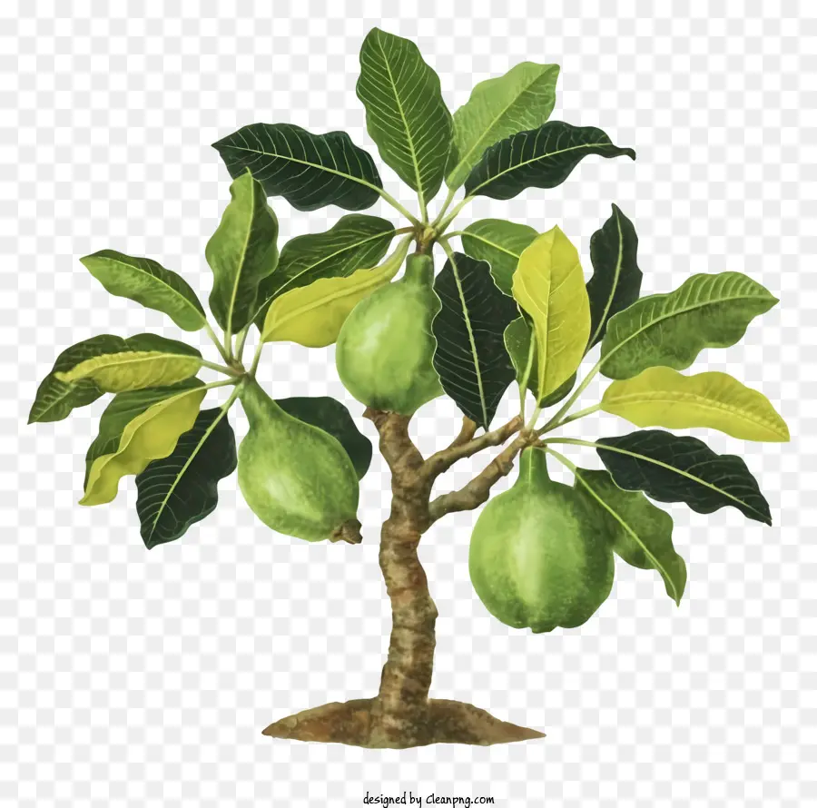 árvore De Fruto，Frutas Verdes PNG