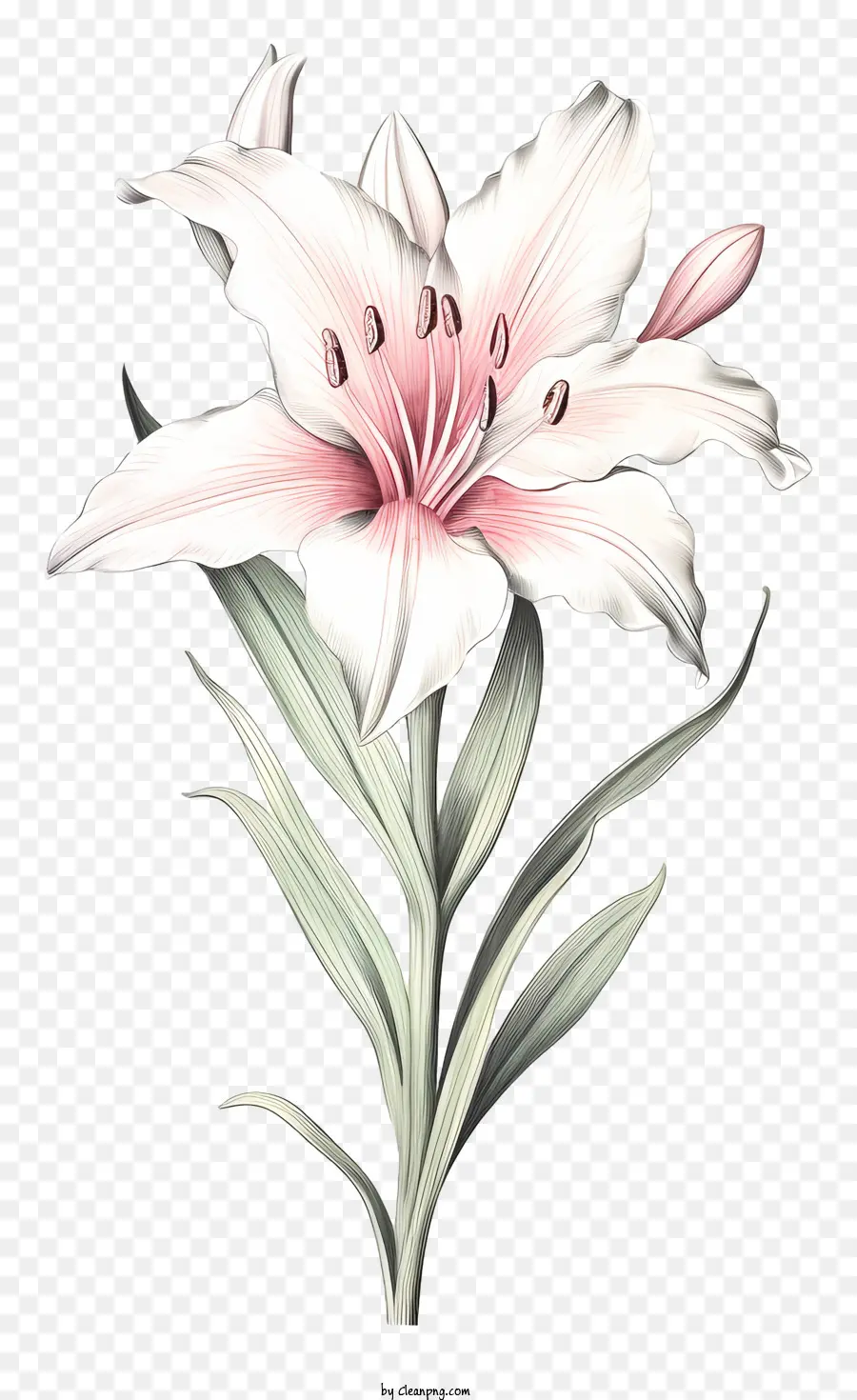 Lírio Branco Flor，Simétrico PNG