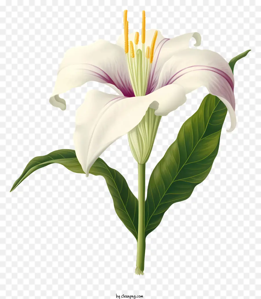 Lírio Branco Flor，Black Background PNG