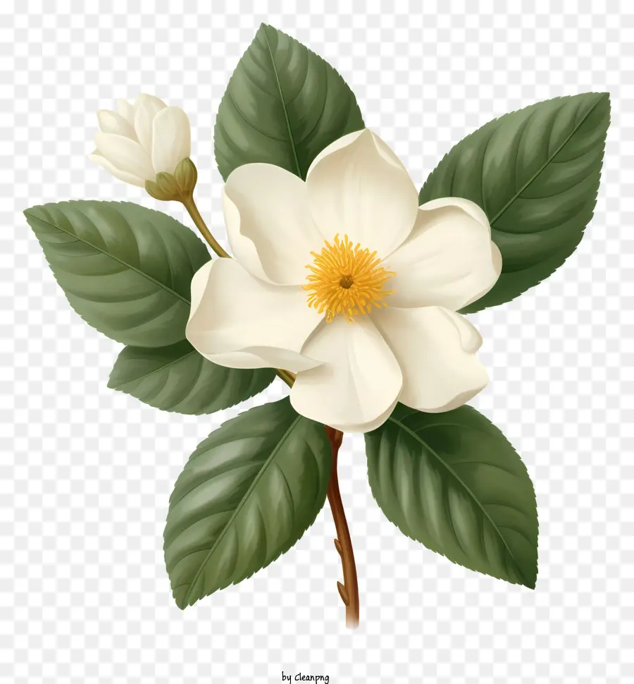 Flor Branca Da Magnólia，Pétalas Em Forma Oval PNG
