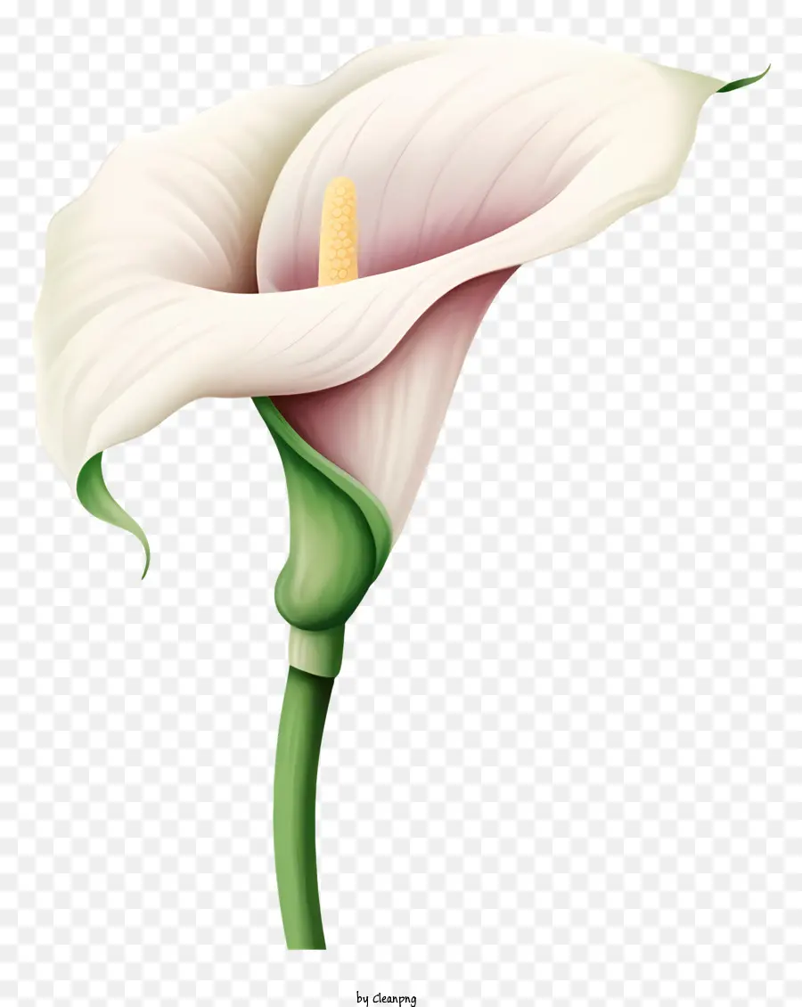 White Calla Lily，Flor PNG