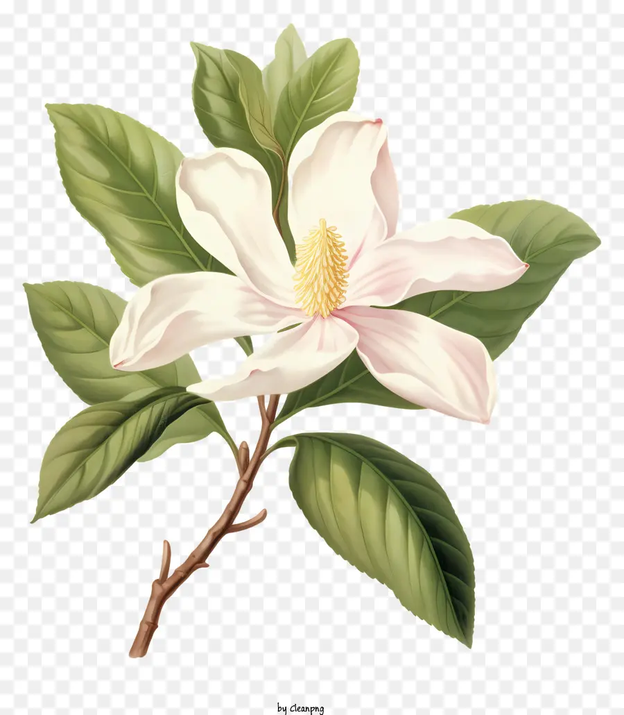 Flor De Magnolia，Folhas Verdes PNG