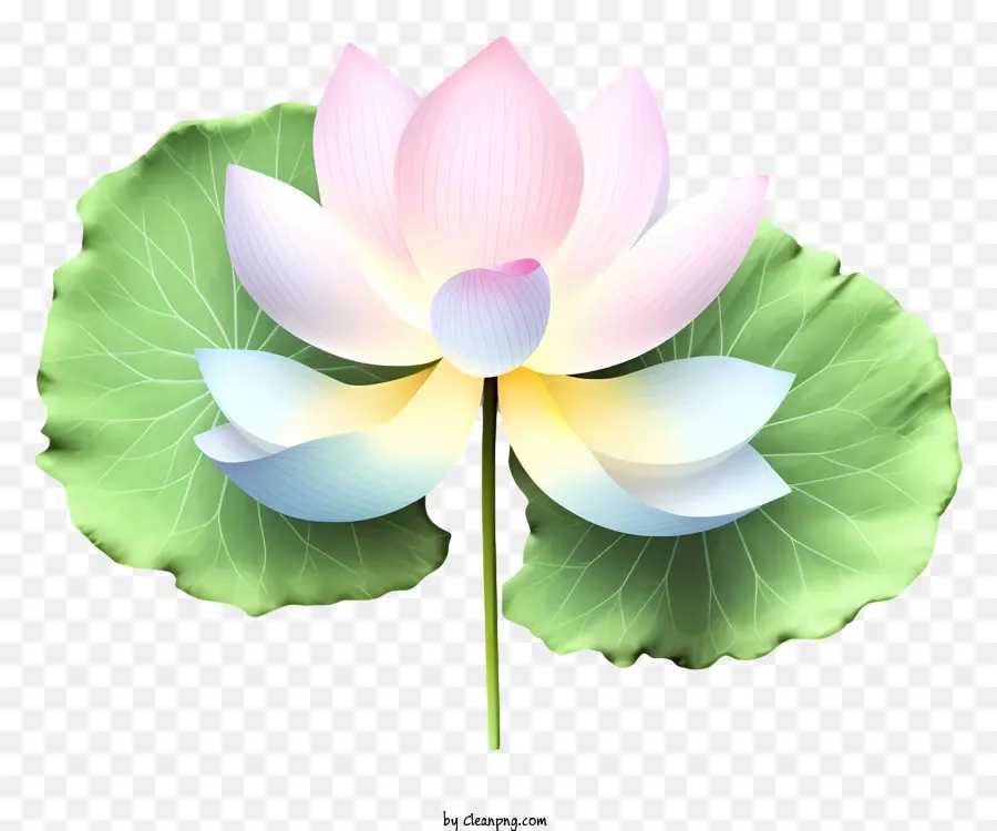 Flor De Lótus Rosa，Flor De Lótus Na Folha PNG