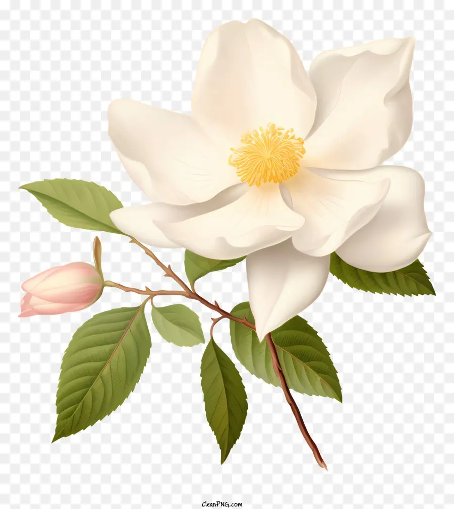 Flor Branca，Brotos Rosa PNG
