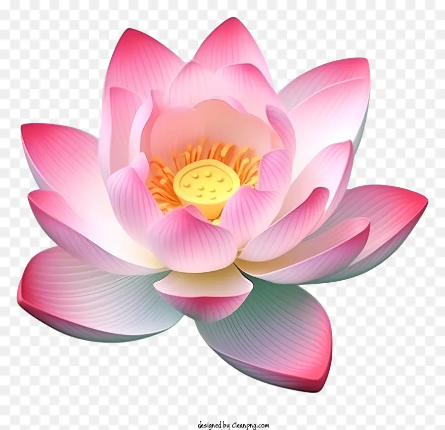 Flor De Lótus Rosa，Branco Centro PNG