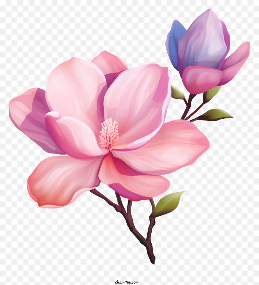 Pintura Em Aquarela，Flores Rosa E Roxo PNG