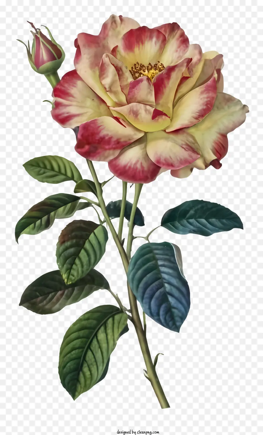 Rosa，Pétalas Cor De Rosa PNG