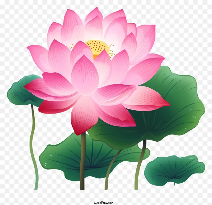 Flor De Lótus，Cor De Rosa Lotus PNG