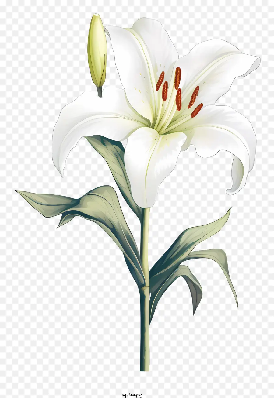 Lírio Branco，Arranjo De Flores PNG