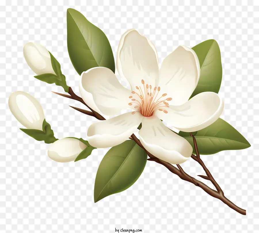 Flor Branca，única Flor PNG