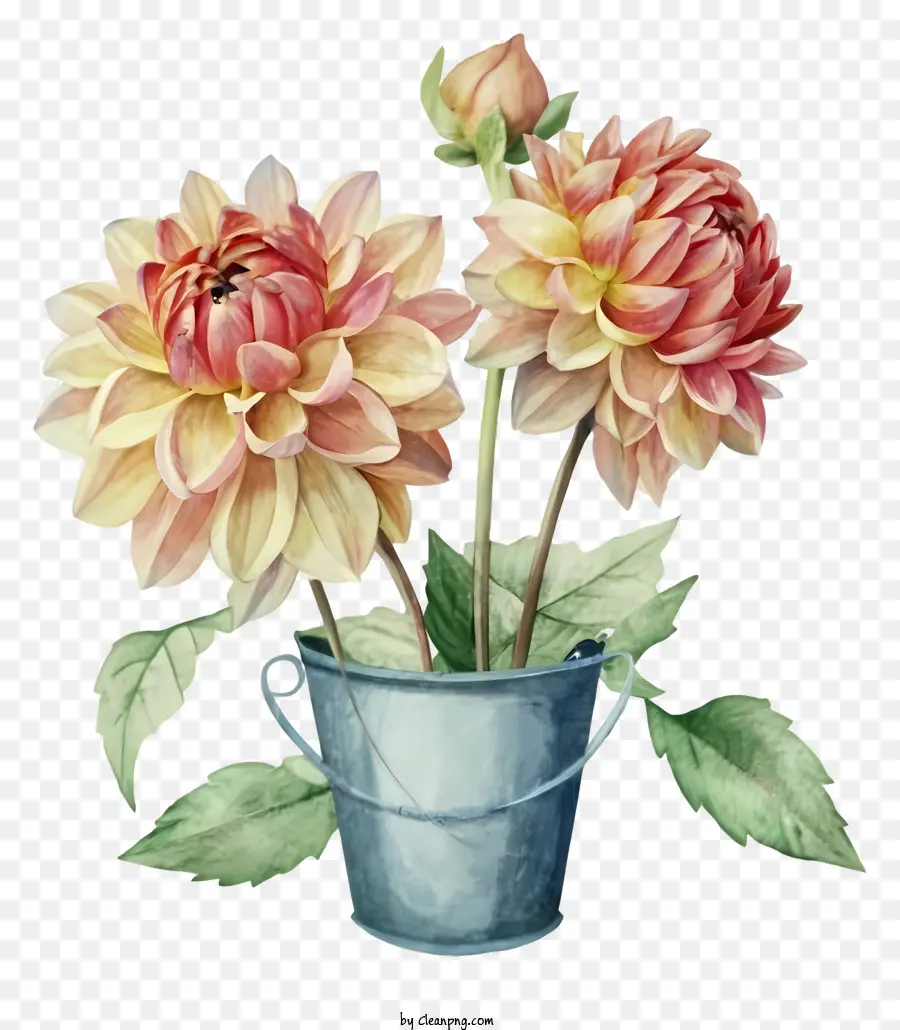 Pintura Em Aquarela，Flores De Dahlia Rosa PNG