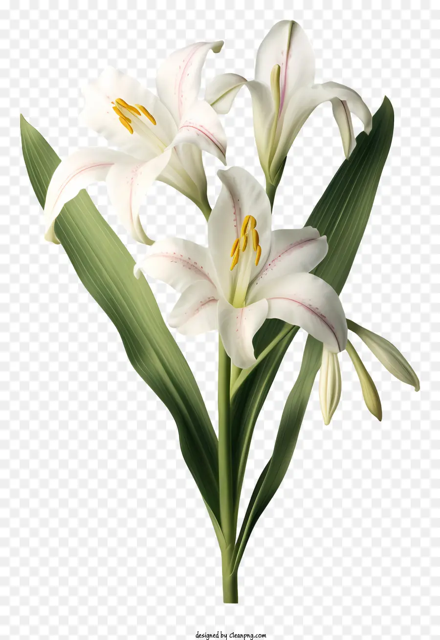 Lírio Branco，Pétalas De Flor PNG