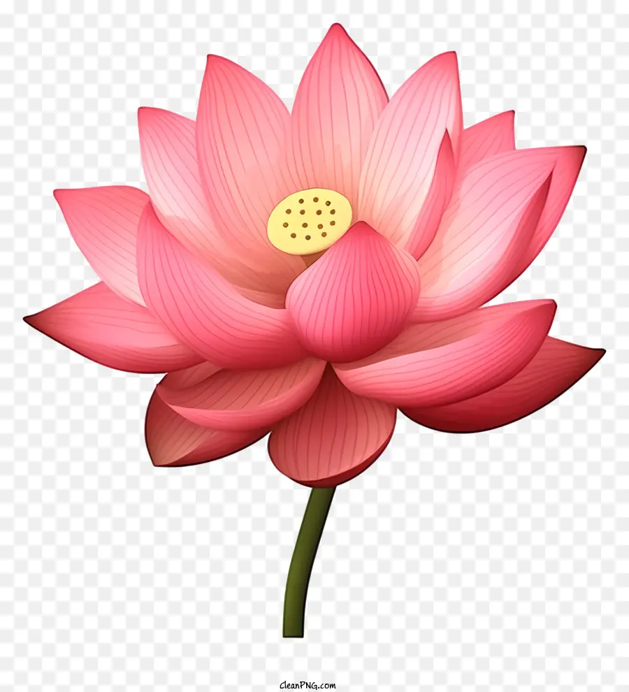 Flor De Lótus Rosa，Pétala Aberta PNG