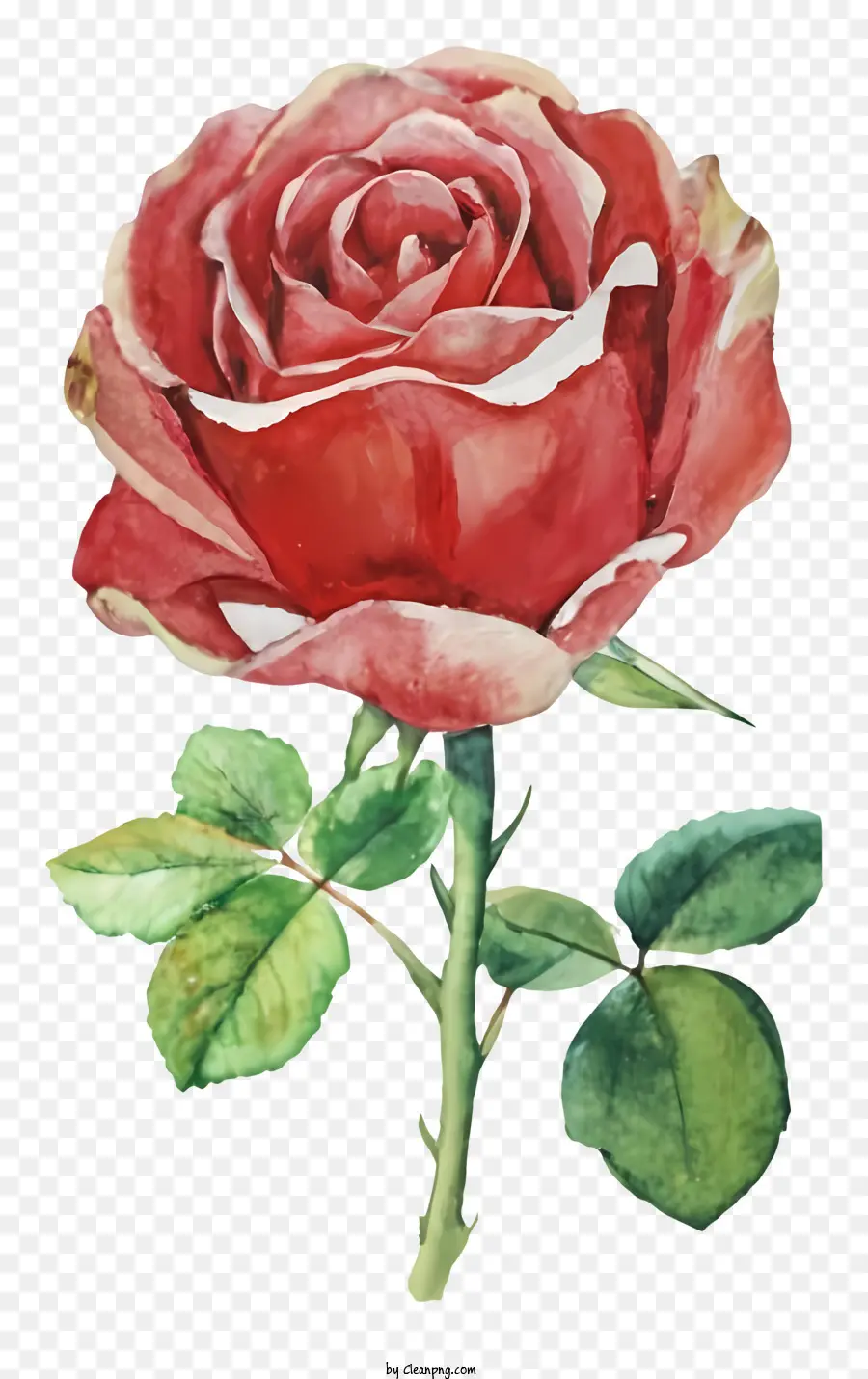 Rosa Vermelha，Pintura Em Aquarela PNG