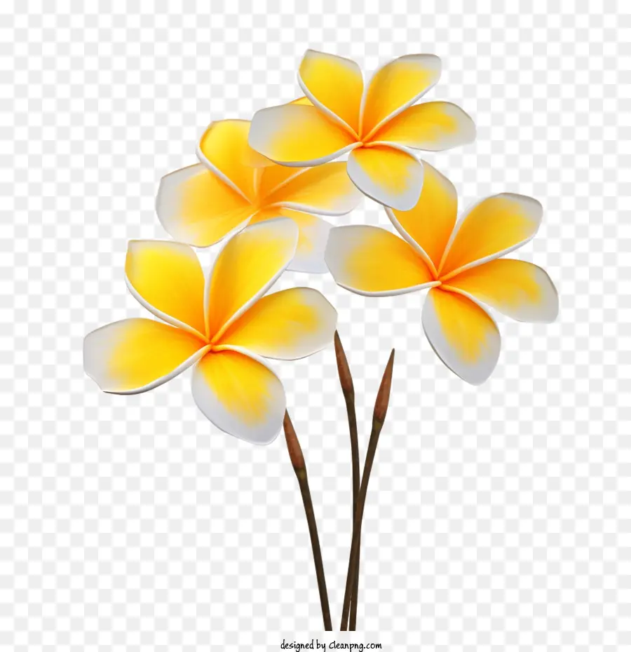 Plumeria Flor，Amarelo PNG