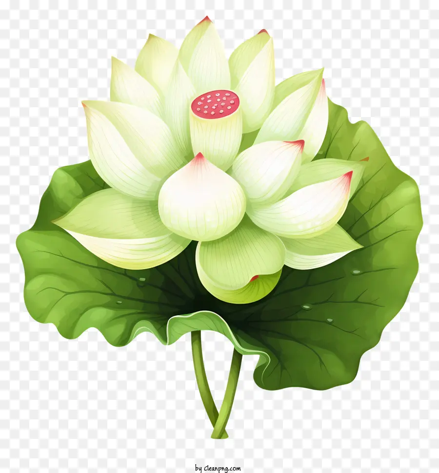 Flor，Pétalas Brancas PNG
