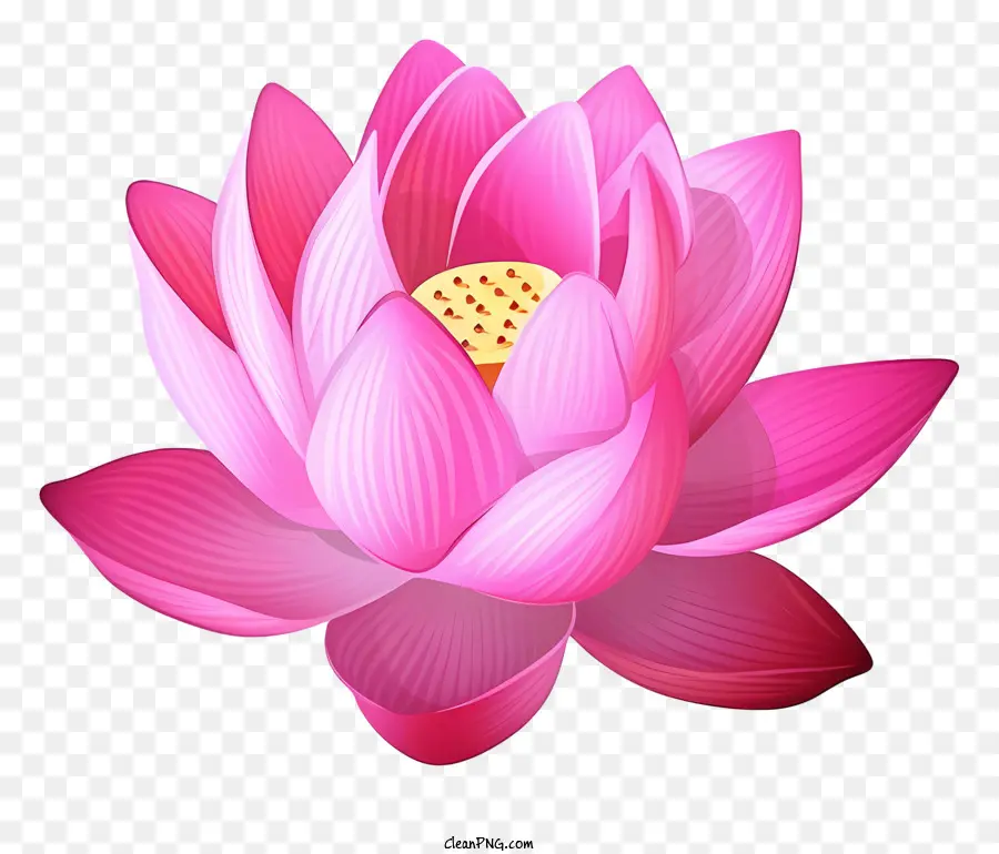 Flor De Lótus Rosa，Lotus Pétala PNG
