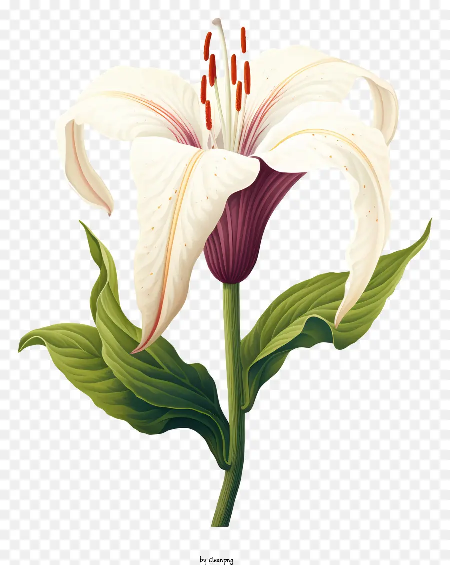 Lírio Branco，Flor Rosa PNG