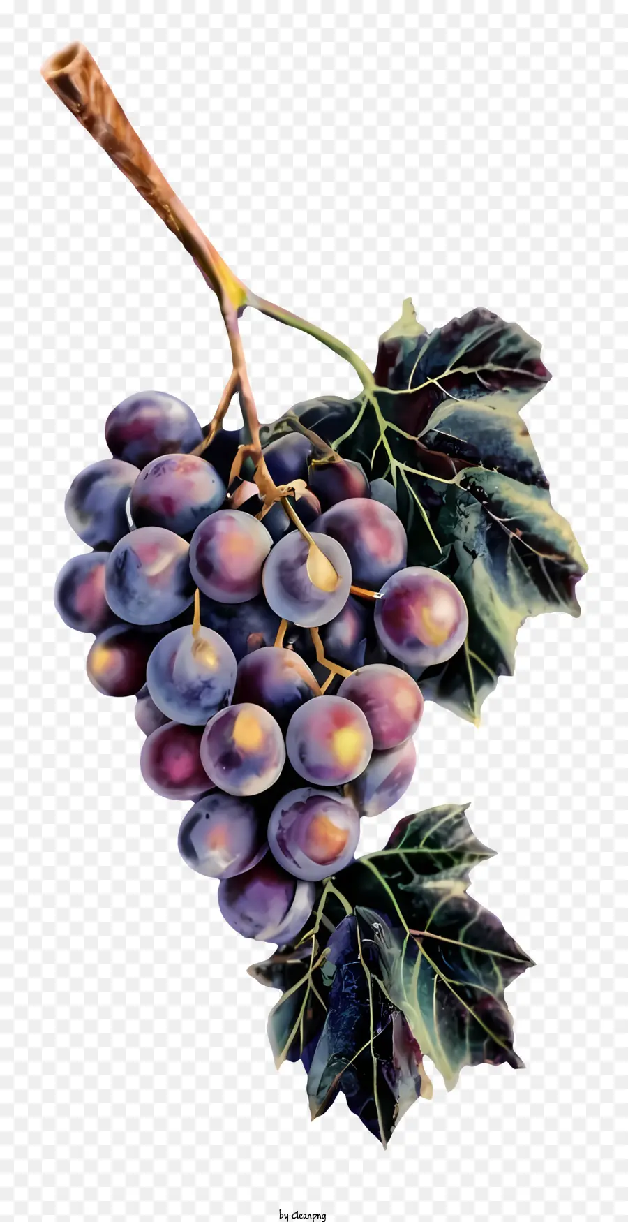 Uvas Roxas，Videira PNG