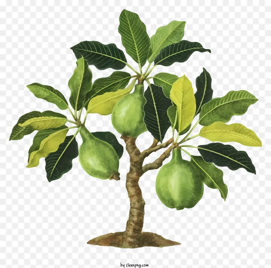 Goiabeira，Árvore Frutífera Verde PNG