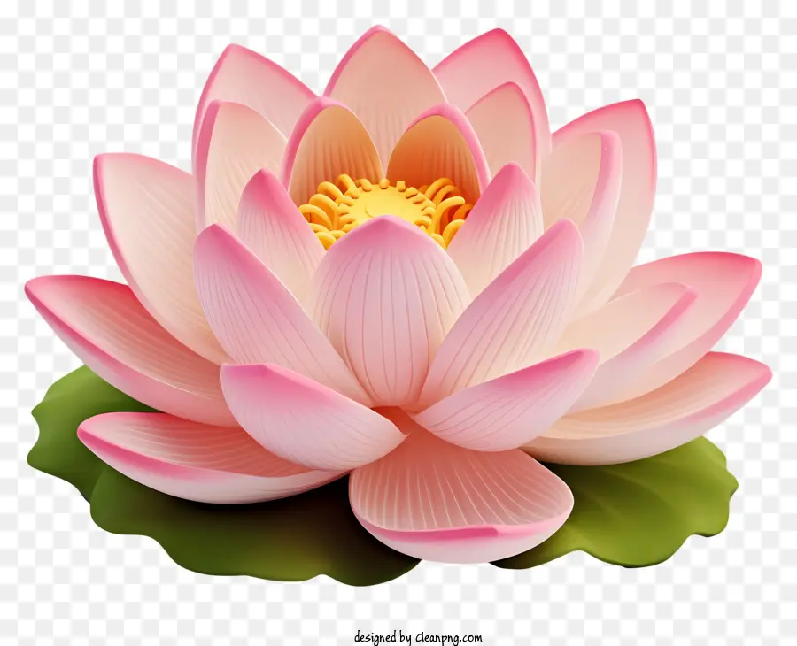 Cor De Rosa Lotus，Flor Com Centro Branco PNG