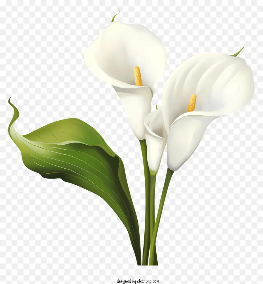 Lírios De Calla，Flores Brancas PNG