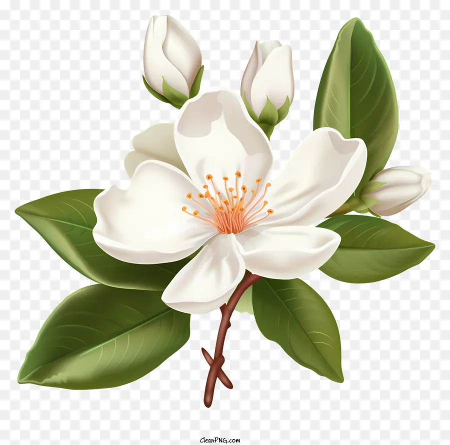 Flor Branca，Pétalas Brancas PNG