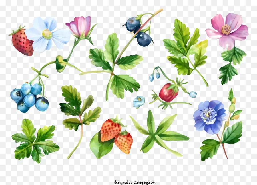 Ilustrações Em Aquarela，Flores PNG