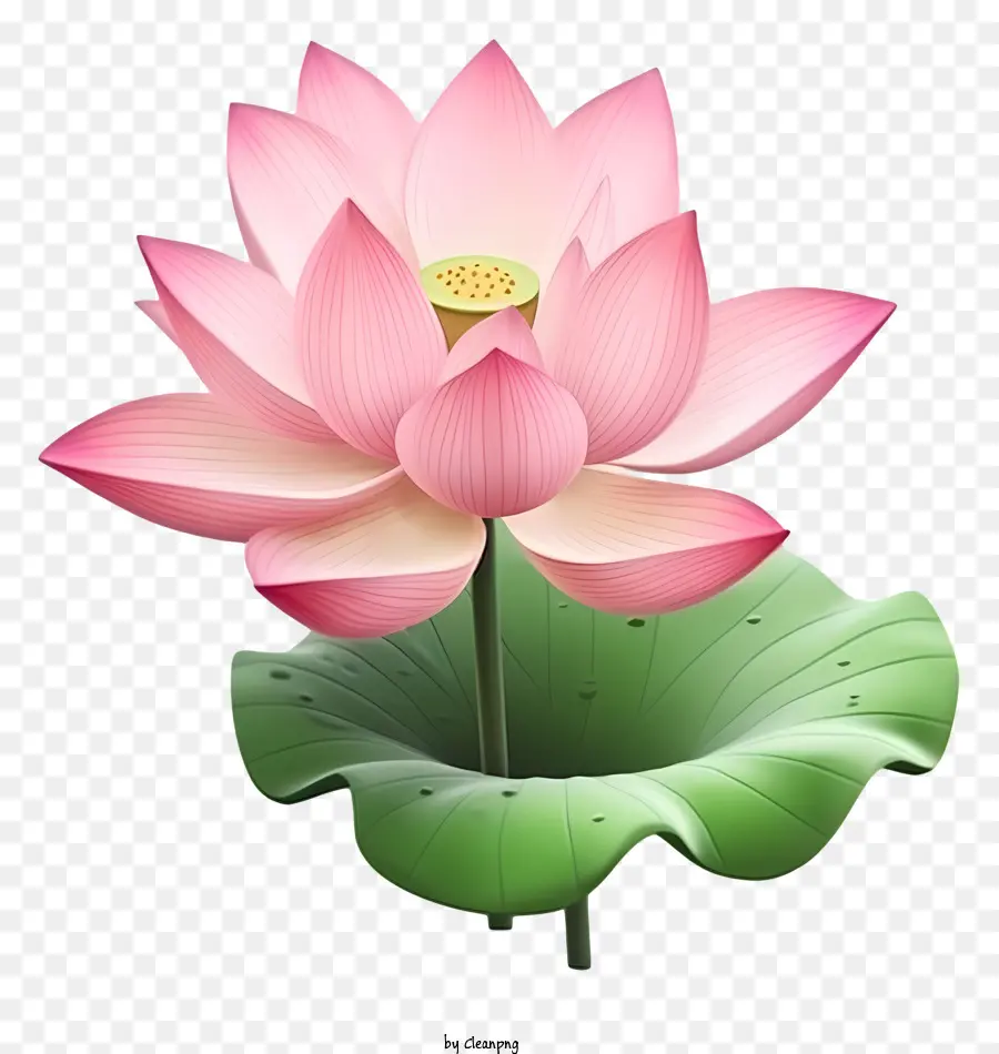 Flor De Lótus Rosa，Caule Verde E Folhas PNG