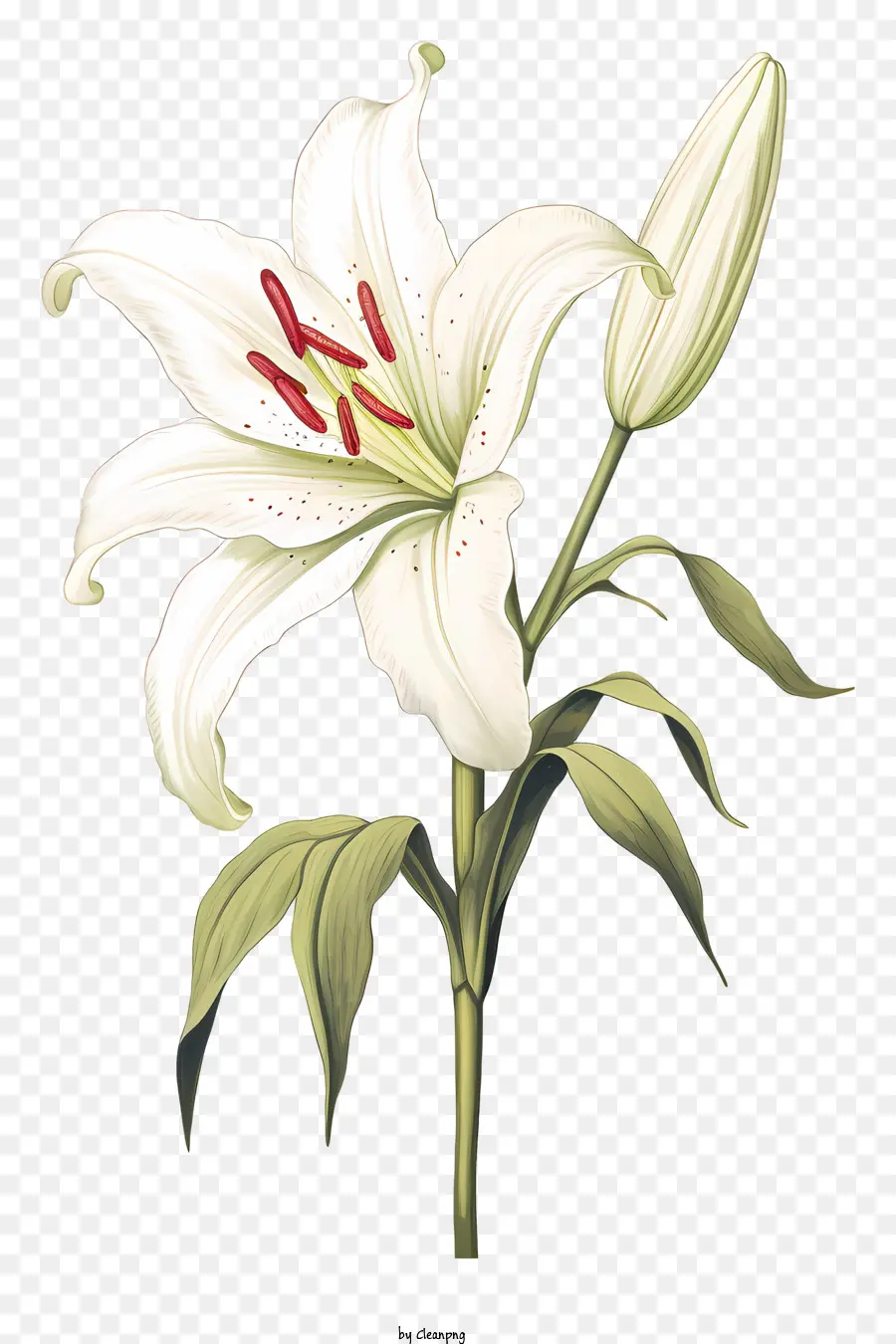Lírio Branco Flor，Pétalas Fechadas PNG