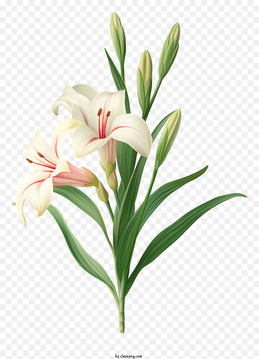 Flor Do Lírio，Branco Pétala PNG