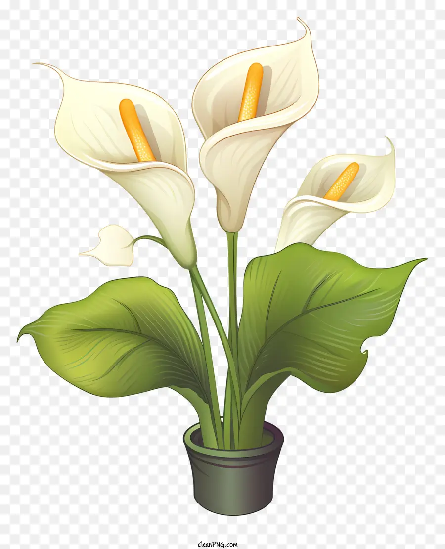 Lírio De Calla，Flores Brancas PNG