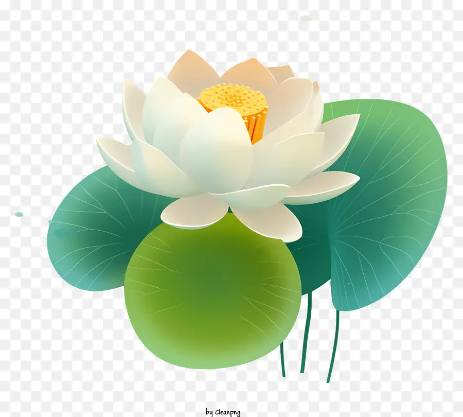 Branca Flor De Lótus，Folhas Verdes PNG