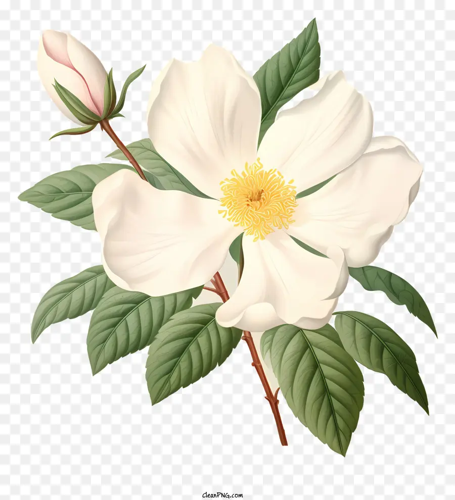 Flor Branca，Pétalas Rosa E Amarelo PNG