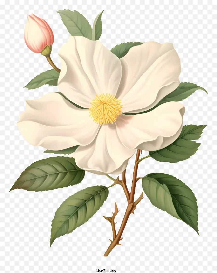 Flor，Flor Branca PNG