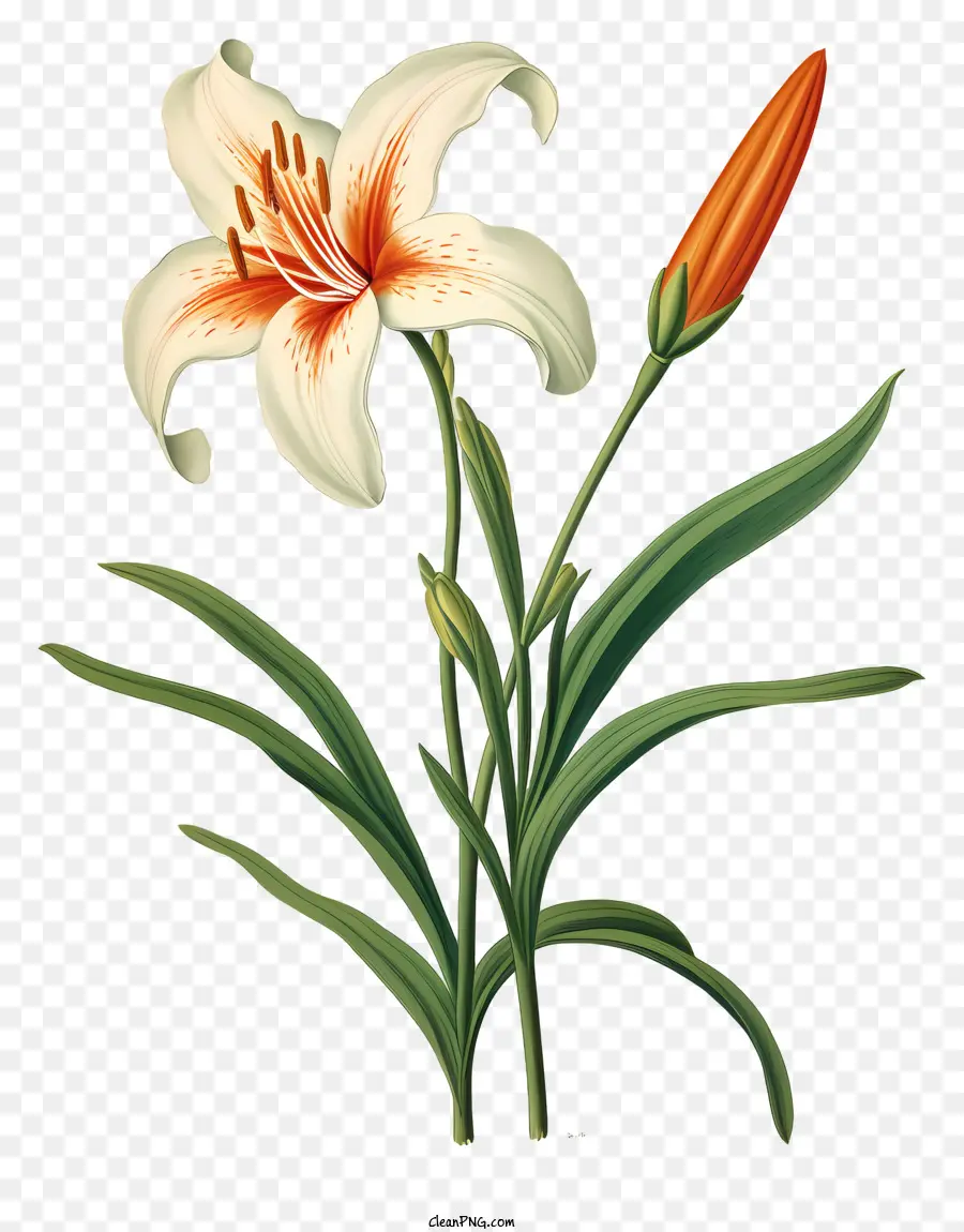 Lírio Branco Flor，Imagem Em Preto E Branco PNG