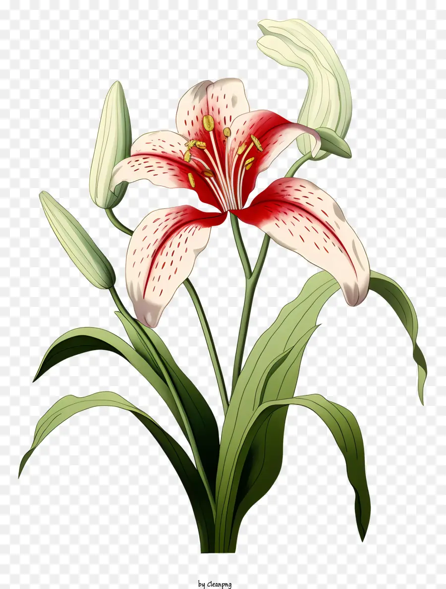 Flor Do Lírio，Lily Vermelha E Branca PNG
