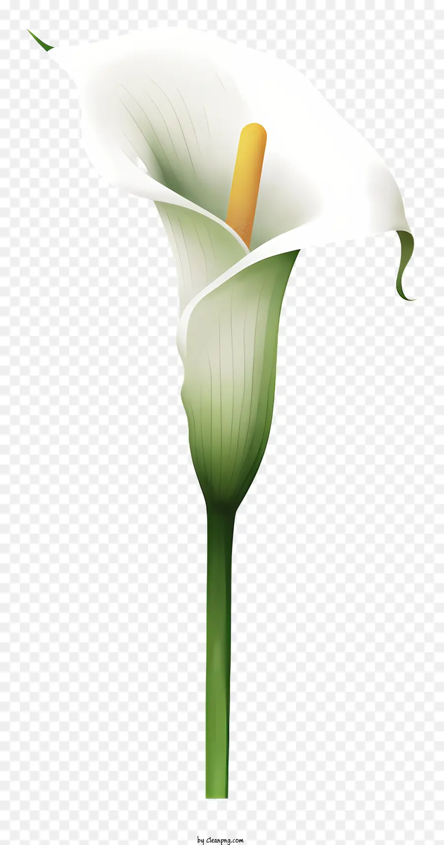 Lírio Branco，Lírio De Calla Branco PNG