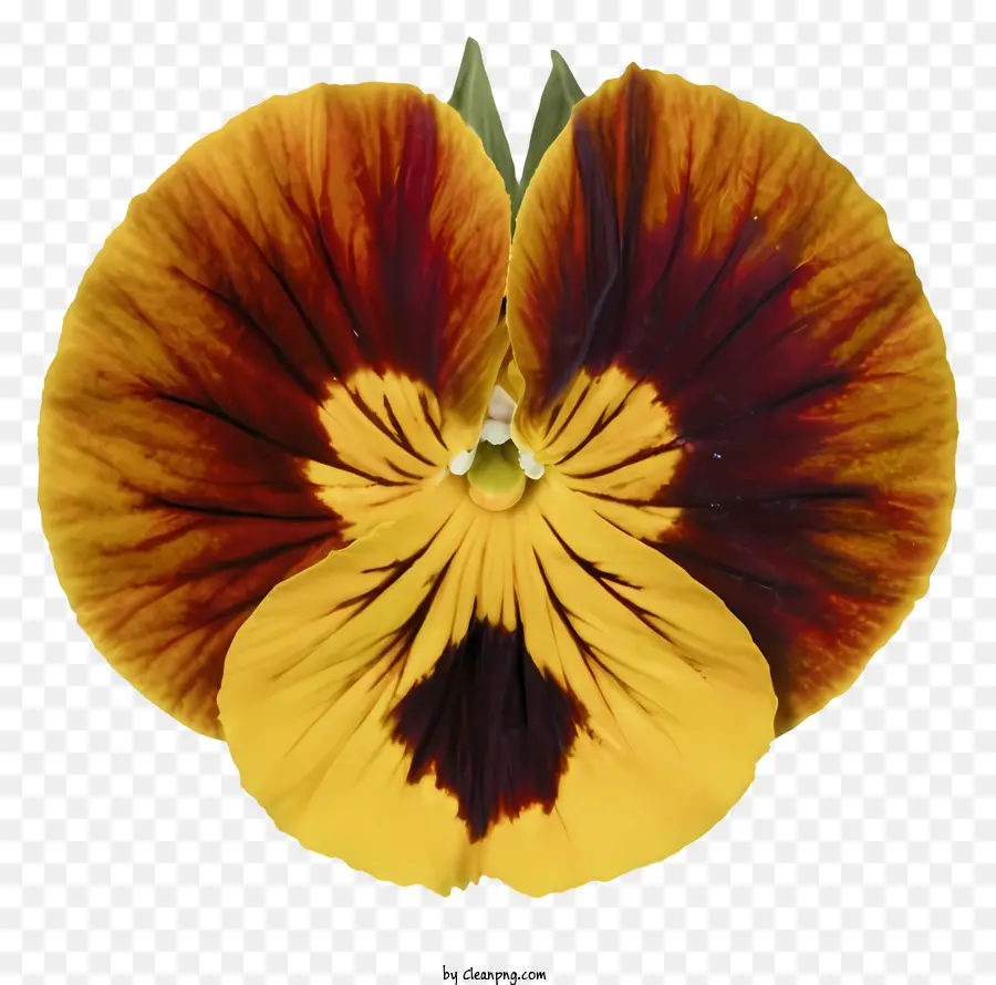 Pansy Flor，Estilo Vintage PNG