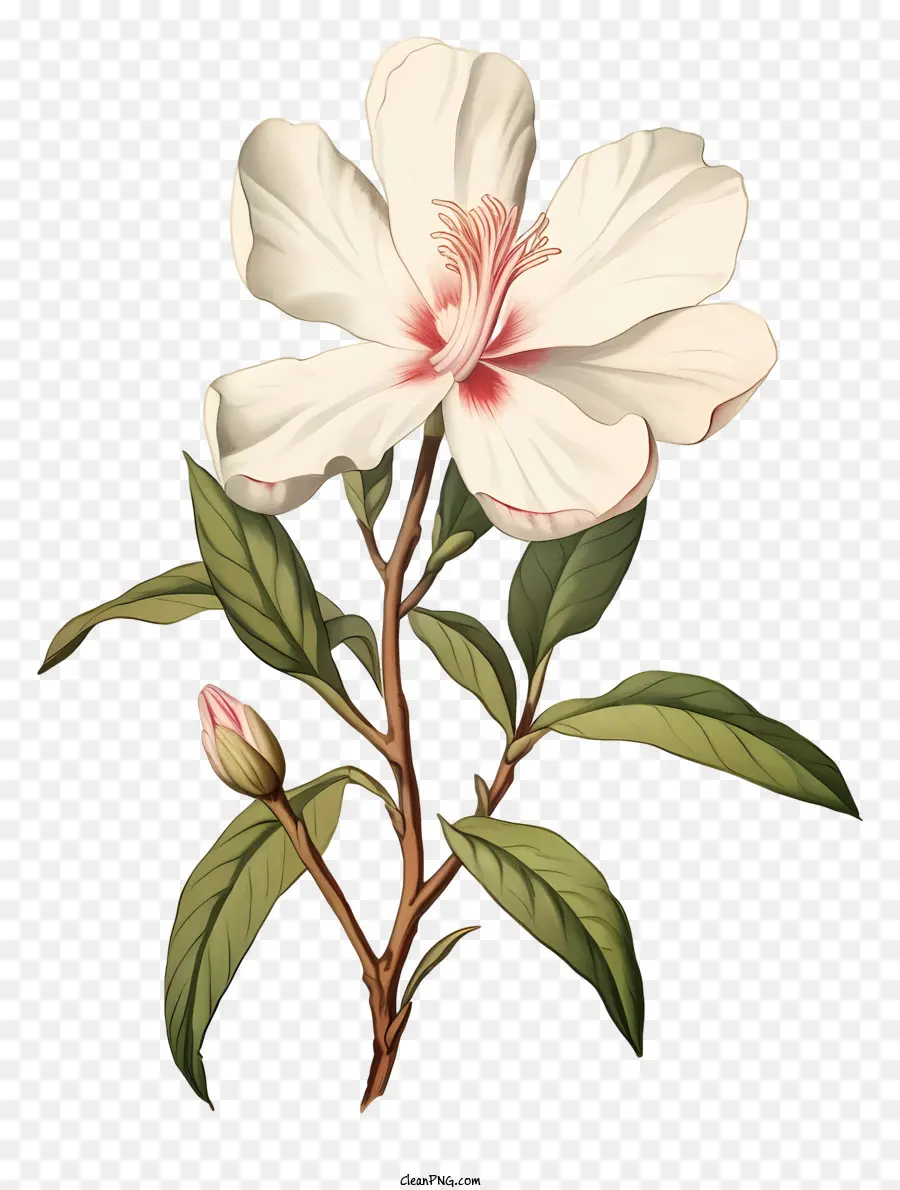 Pintura Em Aquarela，Flor Branca PNG
