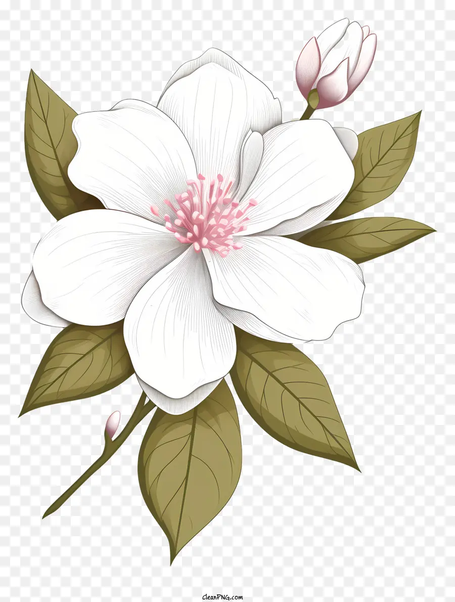 Flor Branca，Folhas Rosa E Verde PNG