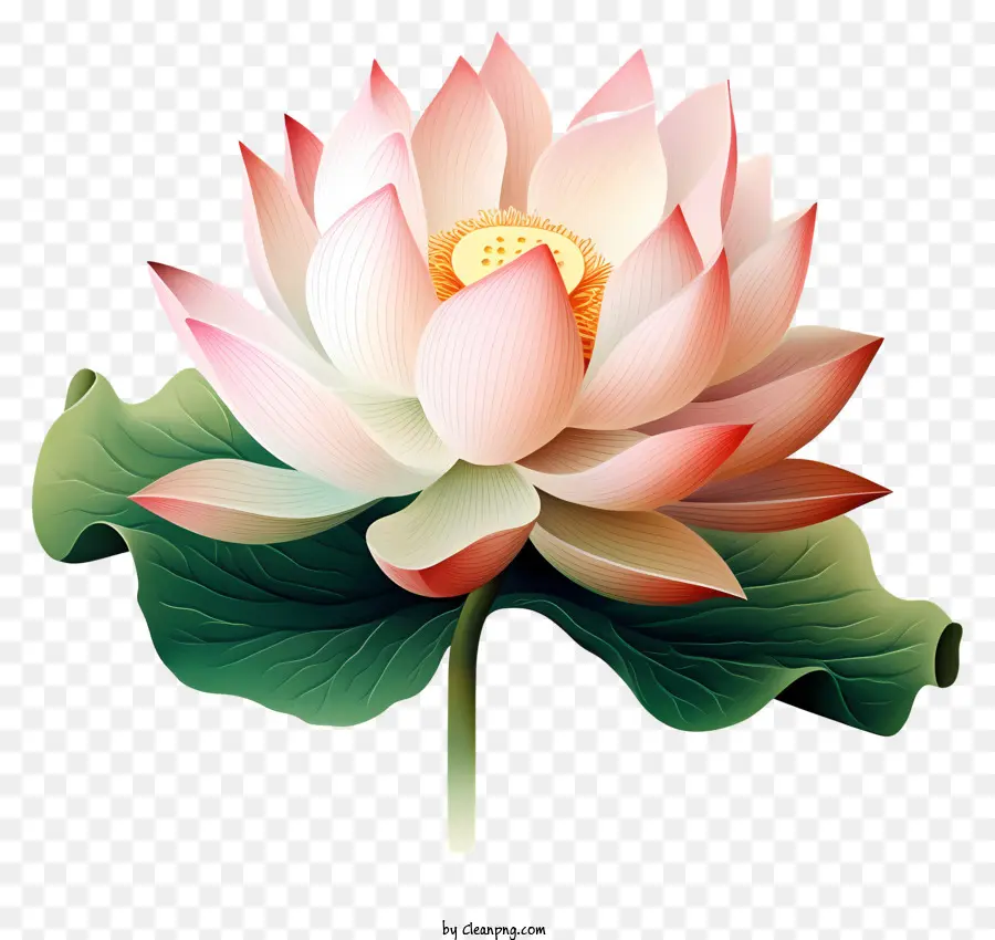 Flor De Lótus，Natureza PNG